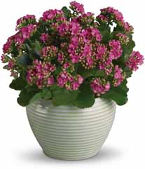 معرفی گیاه گلدانی - کالانکوئه Kalanchoe